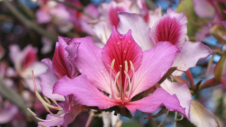 Hoa tử kinh rực rỡ với sắc hồng tươi thắm
