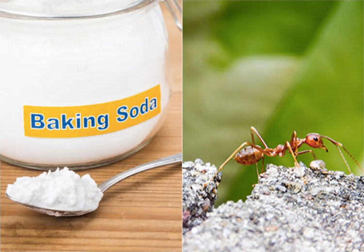 Sử dụng bột baking soda để tiêu diệt kiến vào phòng ngủ