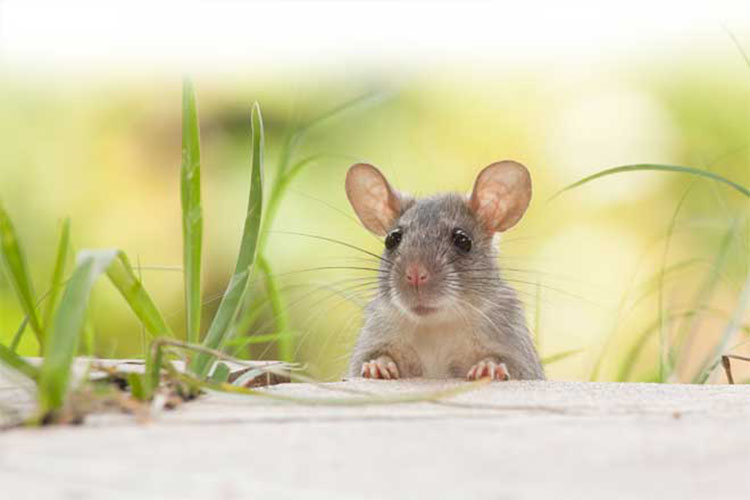 Tác hại của chuột là gì?