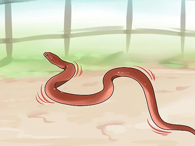 Cách đuổi rắn ra khỏi nhà