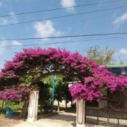 cây phong thủy trông trước nhà